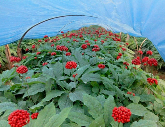 人参花的功效与作用：要留意饮用时间