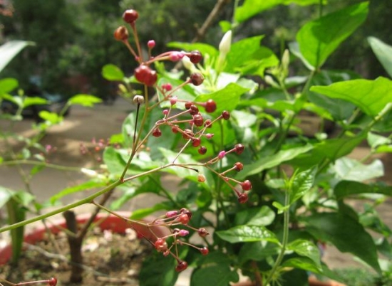 人参花的功效与作用：要留意饮用时间