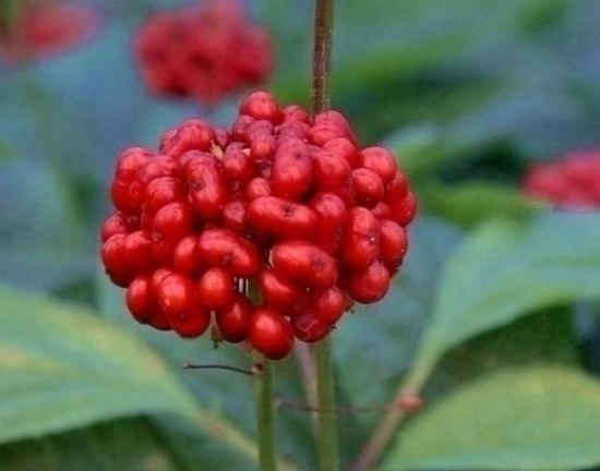 人参花的功效与作用：要留意饮用时间