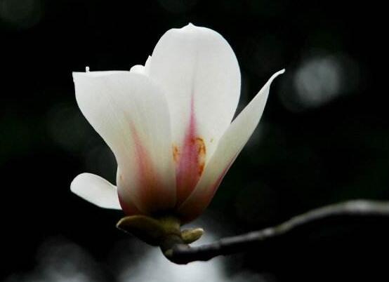 木兰什么时候开花，早春2～3月/第二次花期7～9月