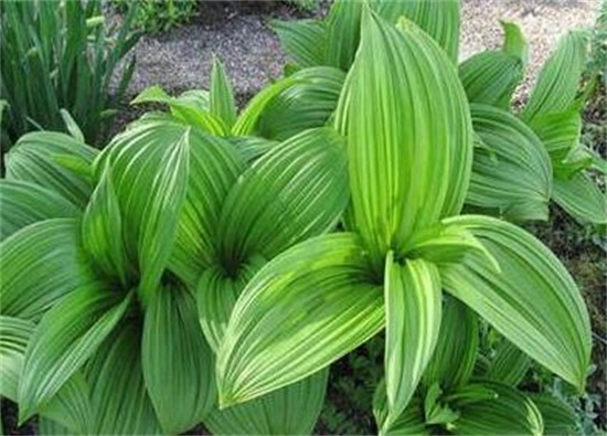 西洋参泡水喝的禁忌,不宜多喝容易造成精神疾病