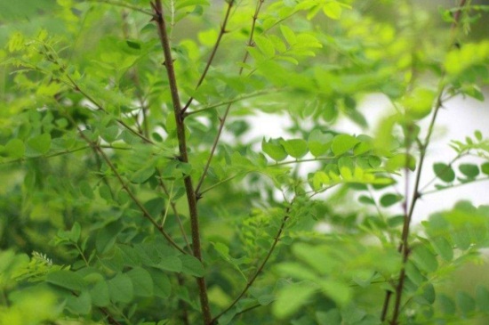 槐花如何整枝，春季疏剪密病枝