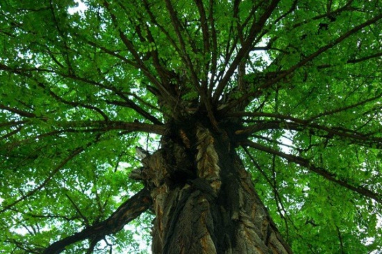 槐花如何整枝，春季疏剪密病枝