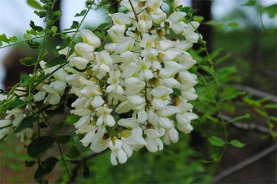 槐花如何繁殖,种子浸泡播种繁殖
