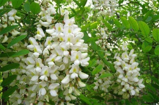 槐花如何繁殖,种子浸泡播种繁殖