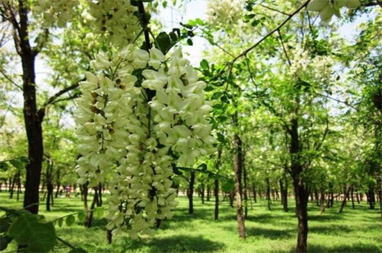 槐花如何繁殖,种子浸泡播种繁殖