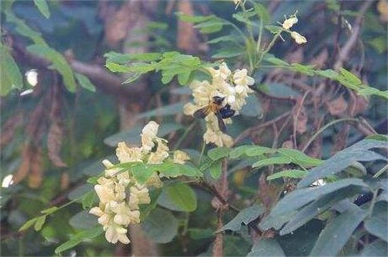 槐花夏季常见虫害及预防和治疗办法，槐蚜需洗株洒药