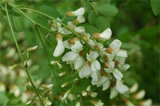 槐花夏季常见虫害及预防和治疗办法，槐蚜需洗株洒药