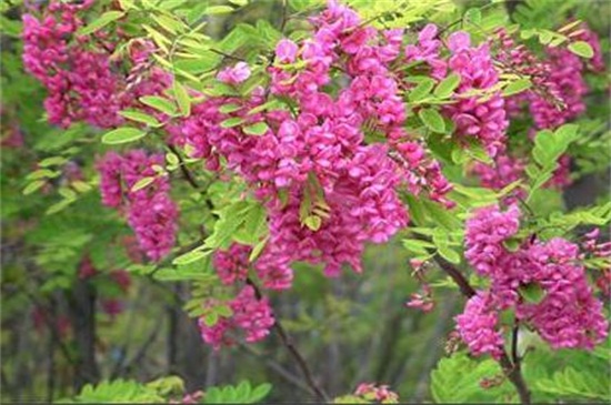 槐花夏季常见虫害及预防和治疗办法，槐蚜需洗株洒药