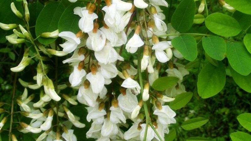 盆栽槐花的养殖办法和留意事项