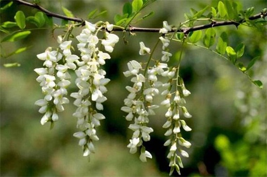 盆栽槐花的养殖办法和留意事项