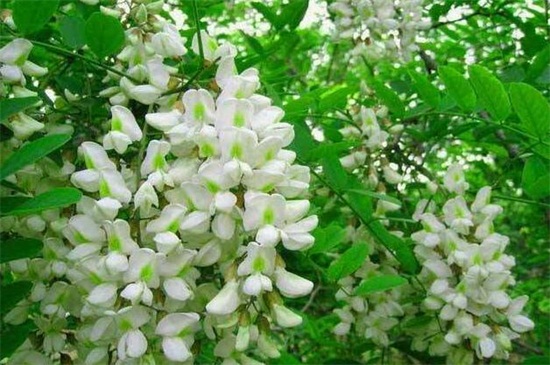 盆栽槐花的养殖办法和留意事项