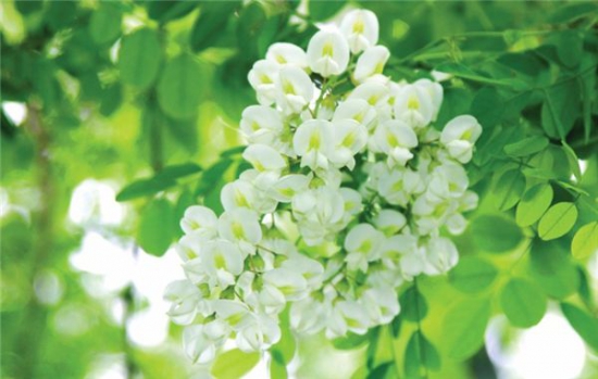 槐花如何吃，烹煮煎炸样样可行