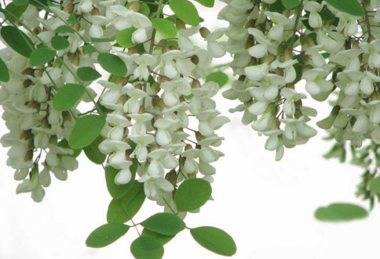 槐花的功效与作用：糖尿病人不可多吃