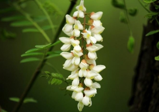 槐花的功效与作用：糖尿病人不可多吃