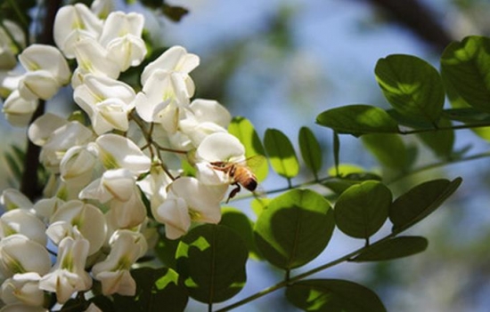 槐花的功效与作用：糖尿病人不可多吃