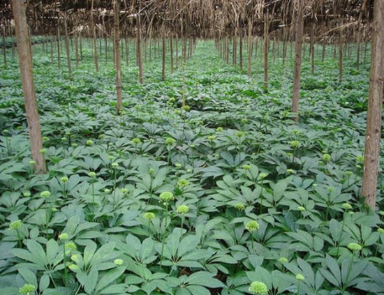 三七花的功效与作用：凉感冒期间不要用
