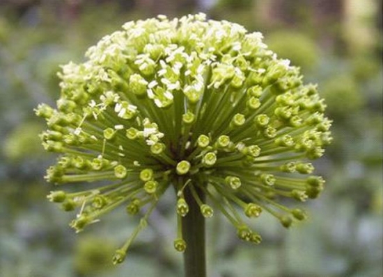 三七花的功效与作用：凉感冒期间不要用