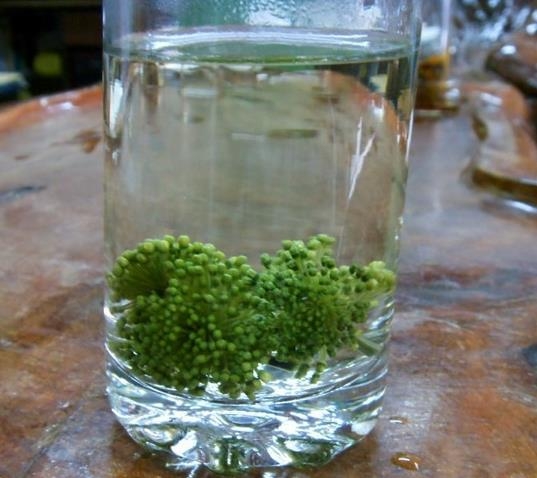 三七花的功效与作用：凉感冒期间不要用