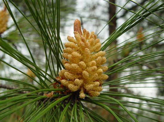 松花粉的功效与作用：空腹食用效果较好