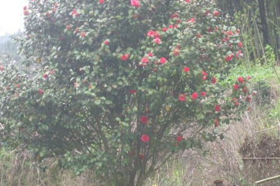 茶花树为何不能种家门口