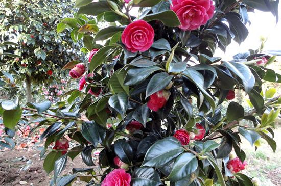 茶花树为何不能种家门口