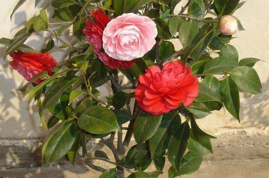 茶花树为何不能种家门口