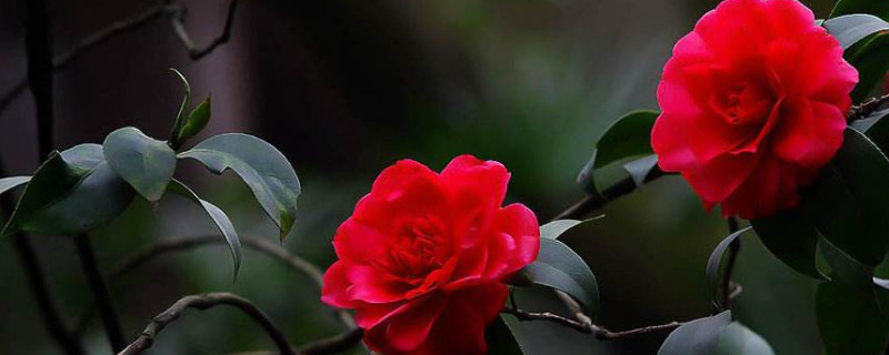 茶花落叶的救治办法