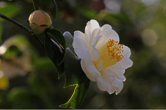 茶花落叶的救治办法