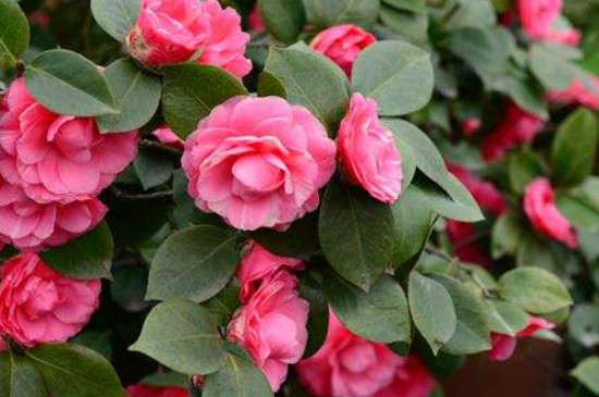 茶花落叶的救治办法