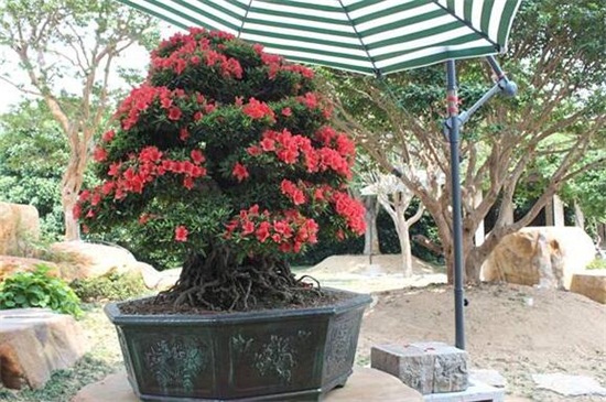 茶树花如何养殖