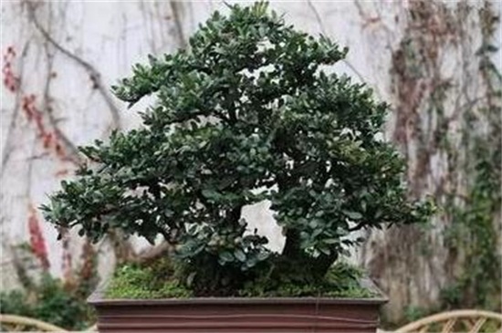 茶树花如何养殖