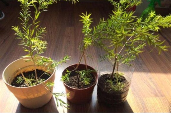 茶树花如何养殖