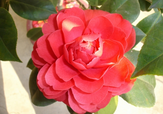 茶花树 茶花树的养殖办法和留意事项:孕蕾期留意施肥