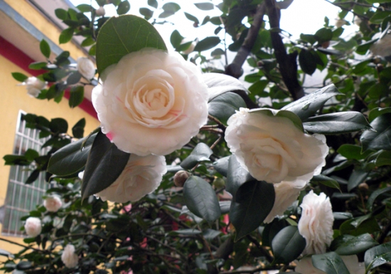 湖南茶花树 茶花树的养殖办法和留意事项:孕蕾期留意施肥