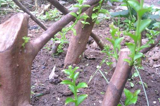 桂花树扦插用糖水生根