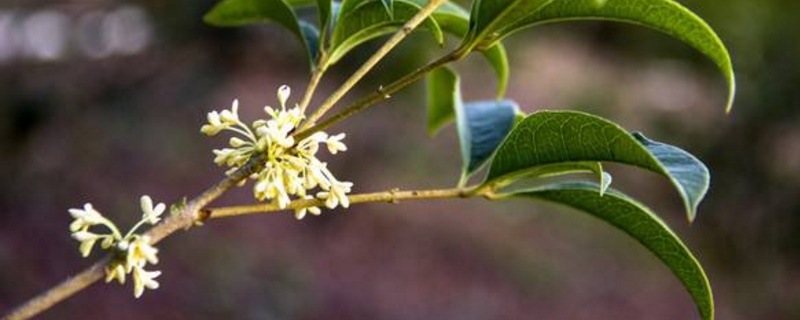 桂花树掉叶子如何回事