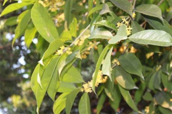 桂花树掉叶子如何回事