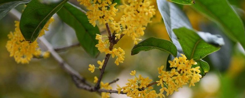 桂花树如何养殖