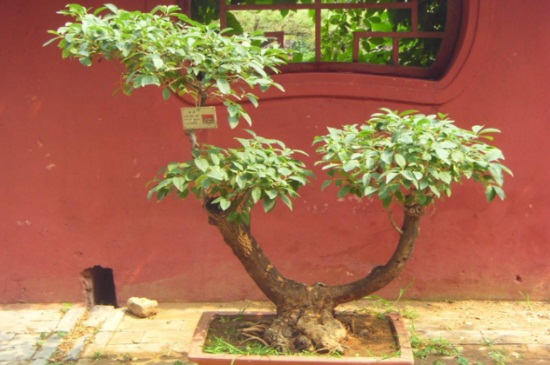 桂花树如何养殖