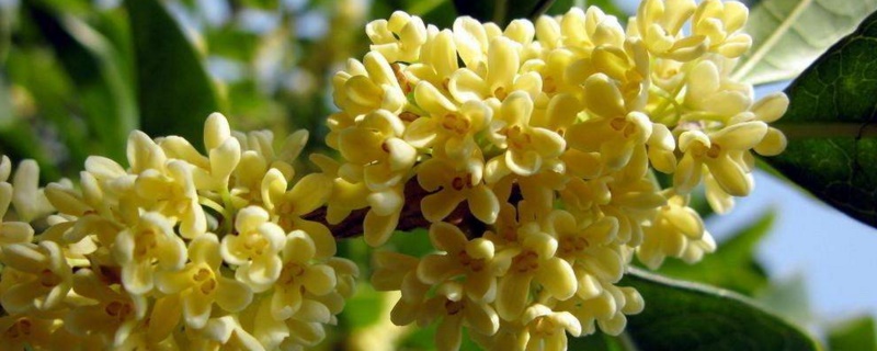 桂花树太高如何截