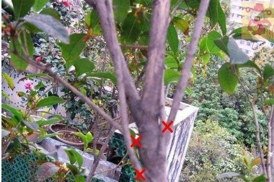 桂花树太高如何截