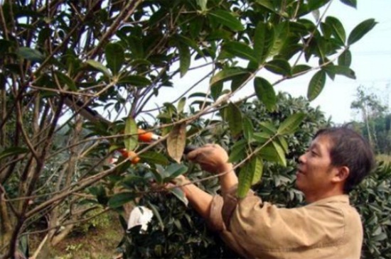 桂花树太高如何截