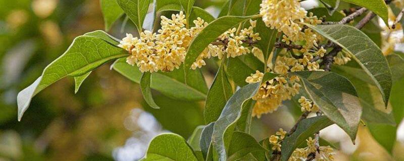 桂花树养护办法