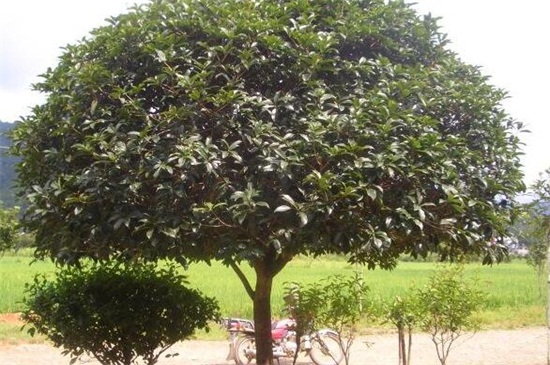 桂花树养护办法