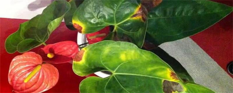 红掌花花苞为何发黑