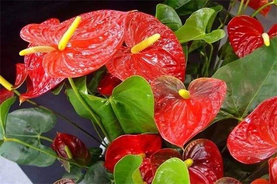 红掌花花苞为何发黑