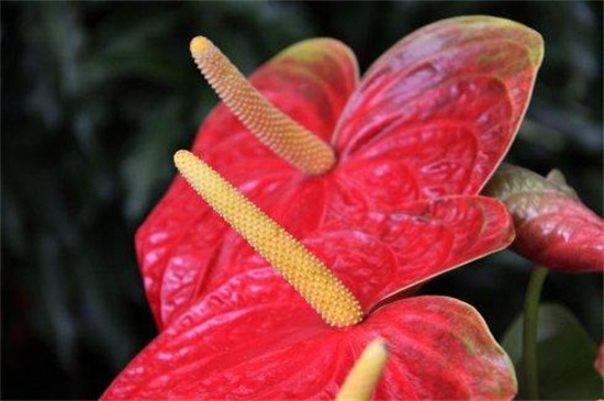 红掌花花苞为何发黑