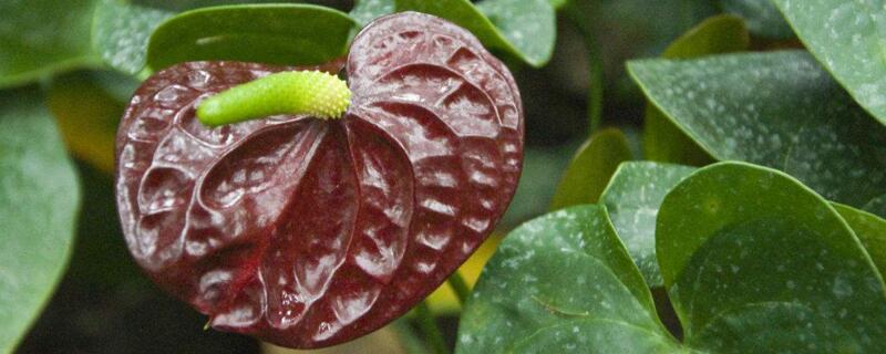 红掌花开败了如何办