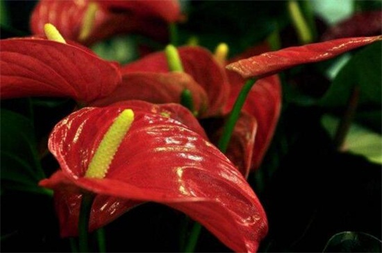 红掌花开败了如何办